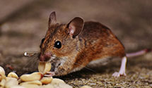 24 Hour & Emergency Exterminators in Menlo Park, CA